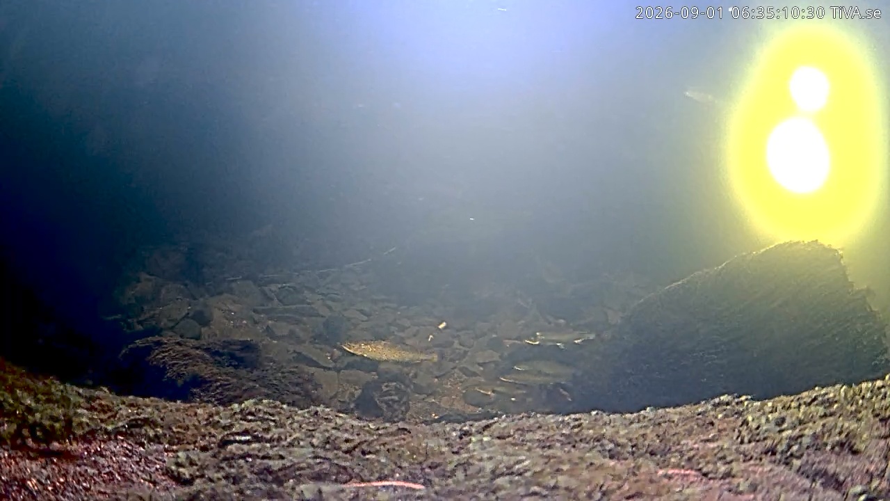 Video 2026-09-01 06:35