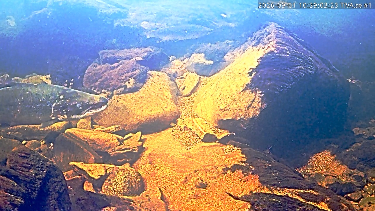 Video 2026-09-01 11:39