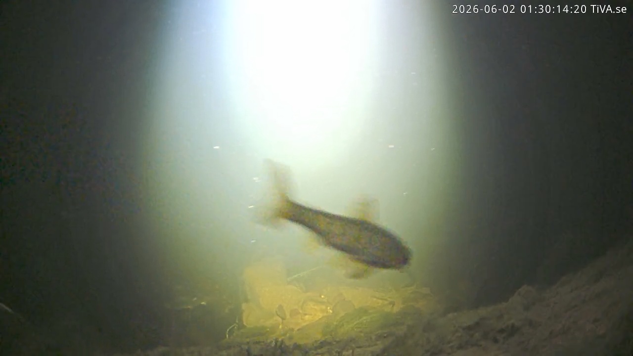Video 2026-06-02 01:30