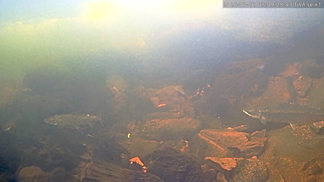 Video 2026-07-11 09:09