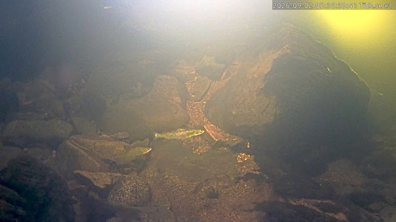 Video 2026-09-02 06:36