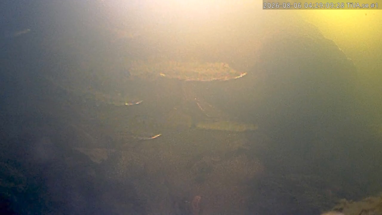 Video 2026-08-06 05:29