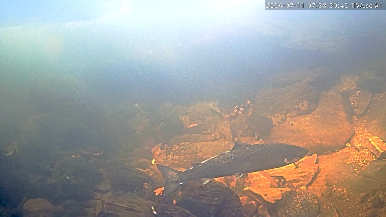 Video 2026-07-11 08:38