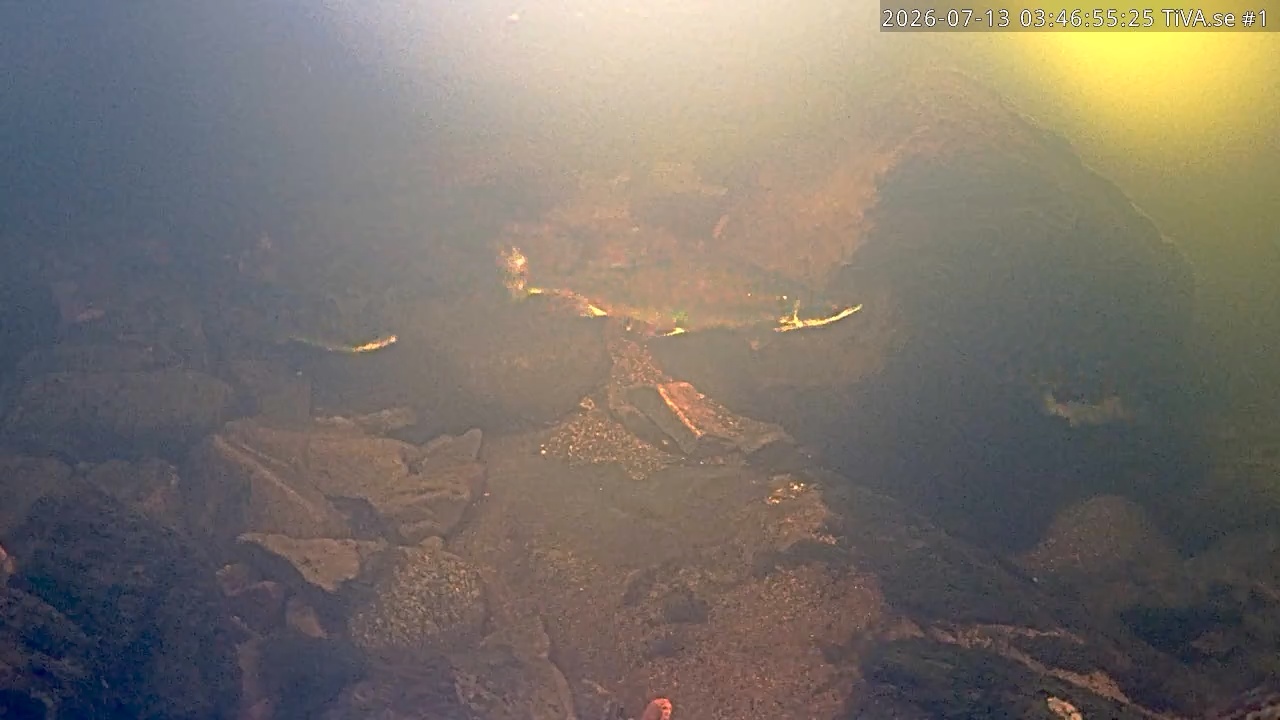 Video 2026-07-13 04:47