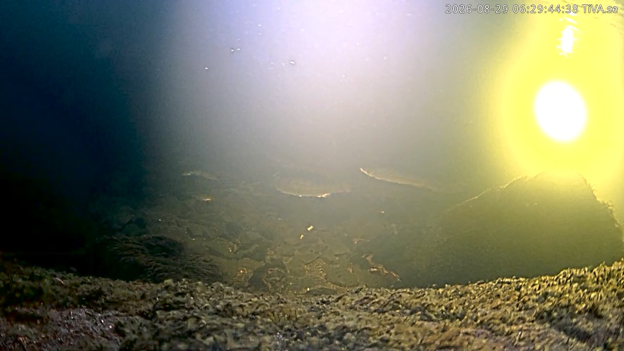 Video 2026-08-29 06:29