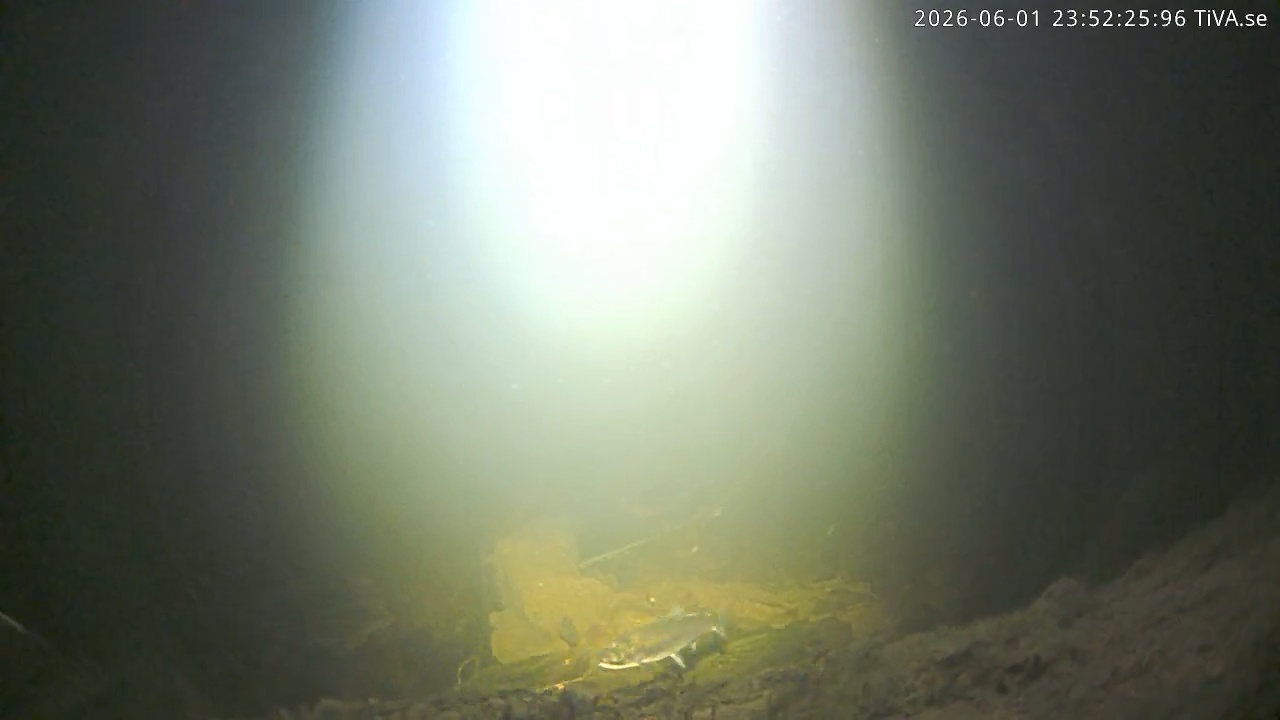 Video 2026-06-01 23:52