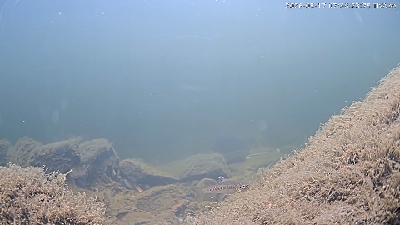 Video 2026-05-17 07:36
