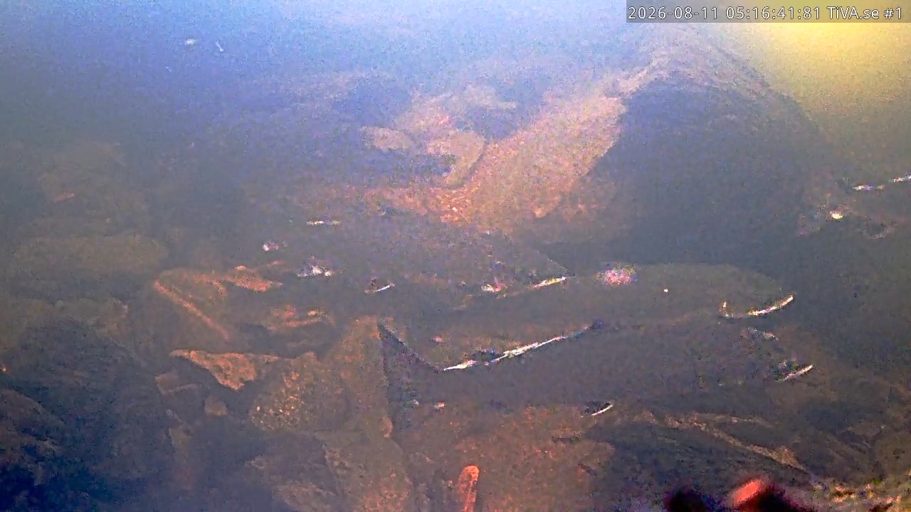 Video 2026-08-11 06:16
