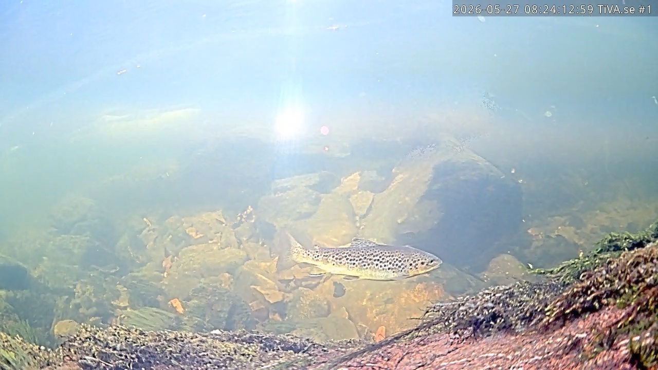 Video 2026-05-27 09:24