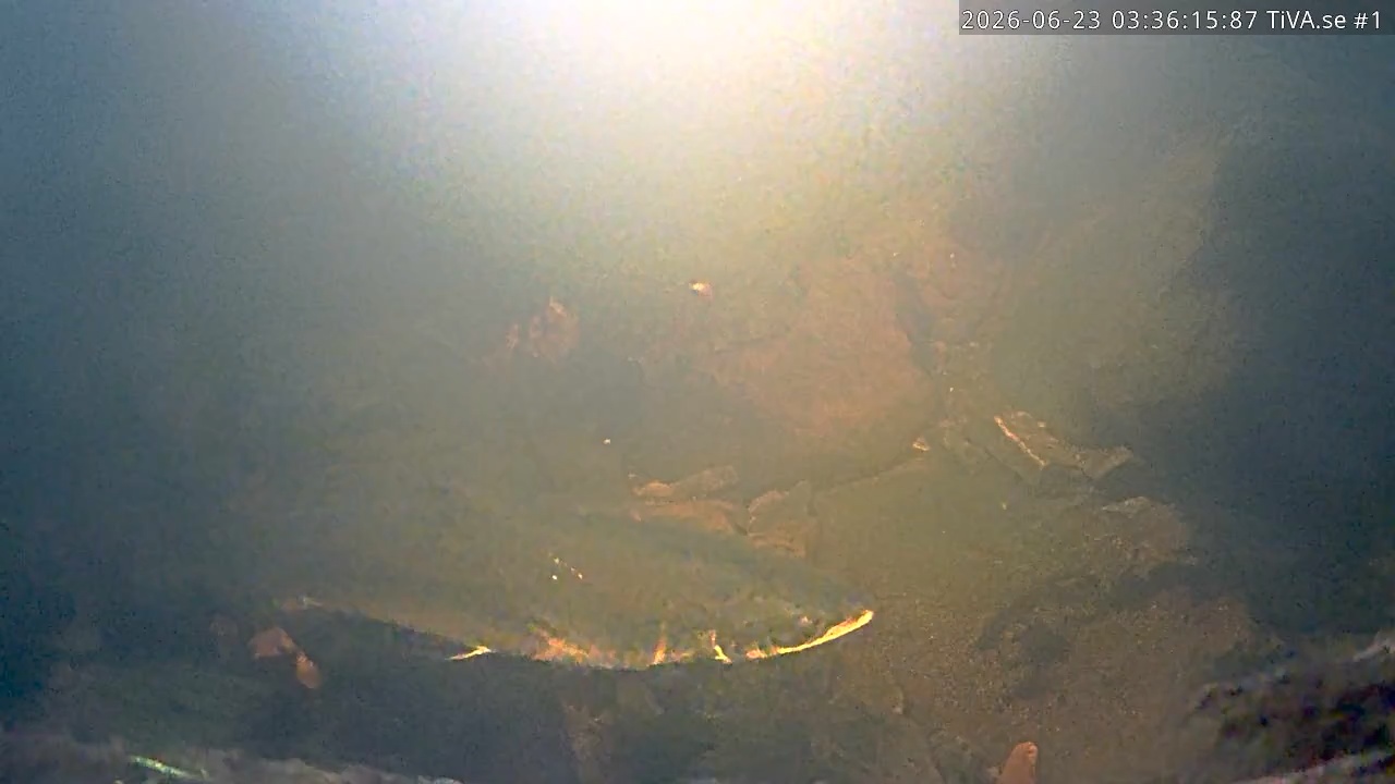 Video 2026-06-23 04:36