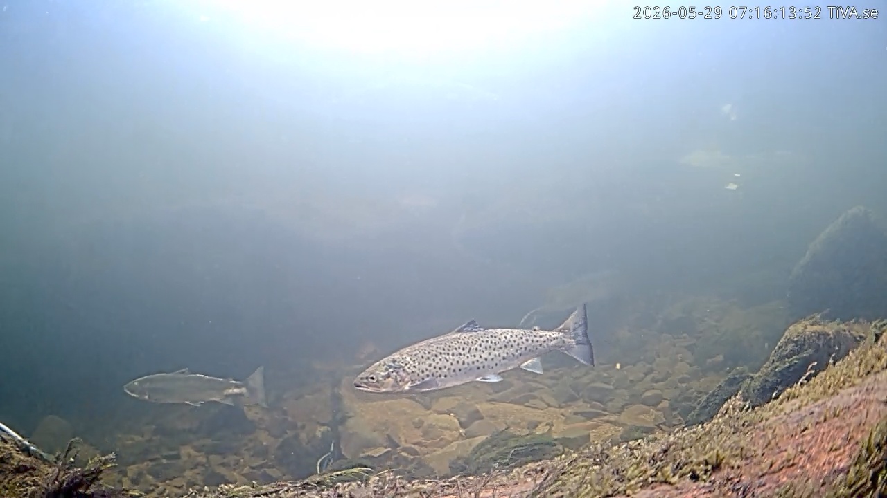 Video 2026-05-29 07:16
