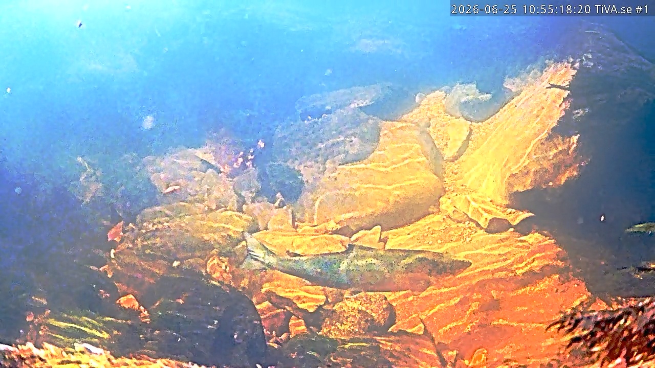 Video 2026-06-25 11:57
