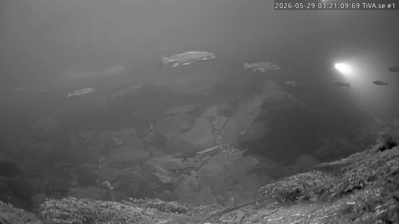 Video 2026-05-29 04:21