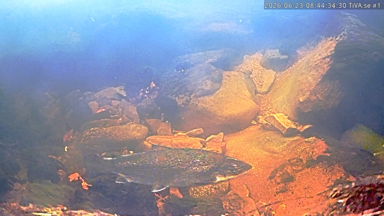 Video 2026-06-23 09:44