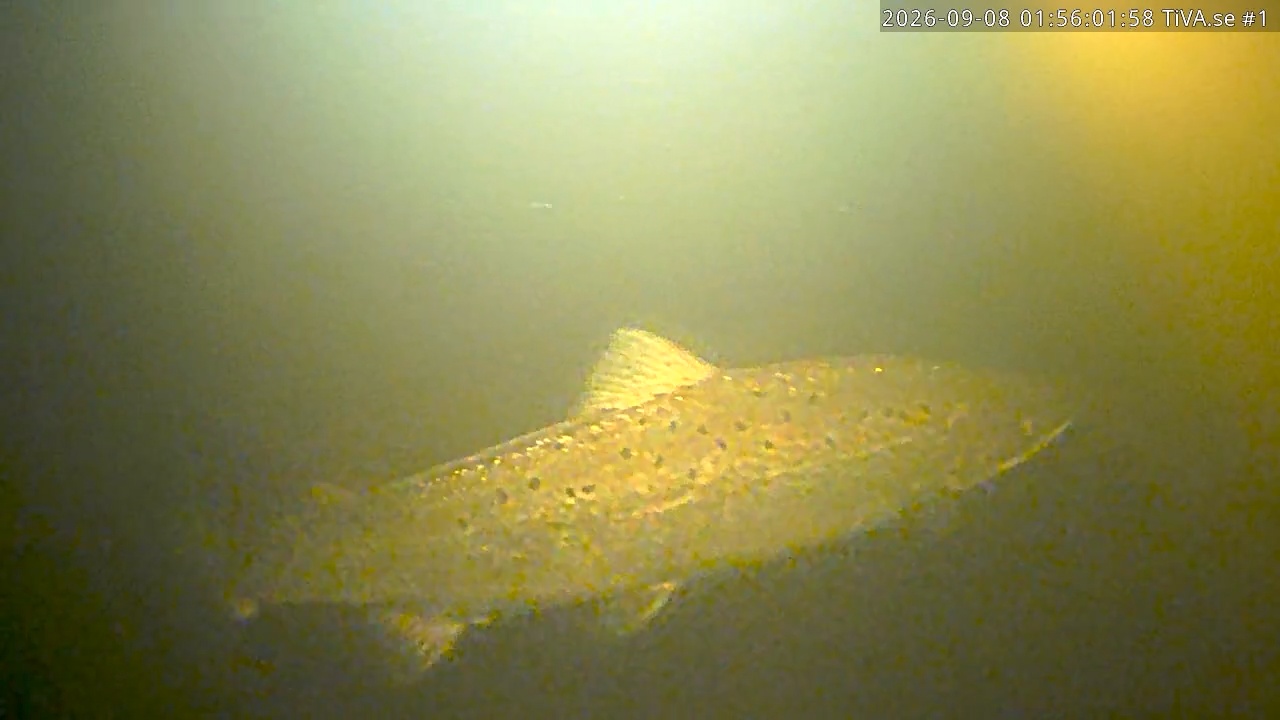Video 2026-09-08 02:56
