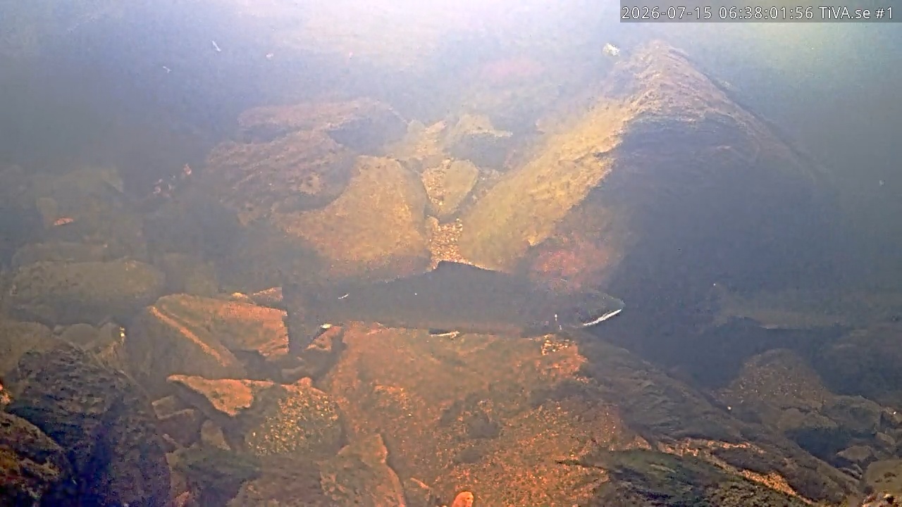 Video 2026-07-15 07:38
