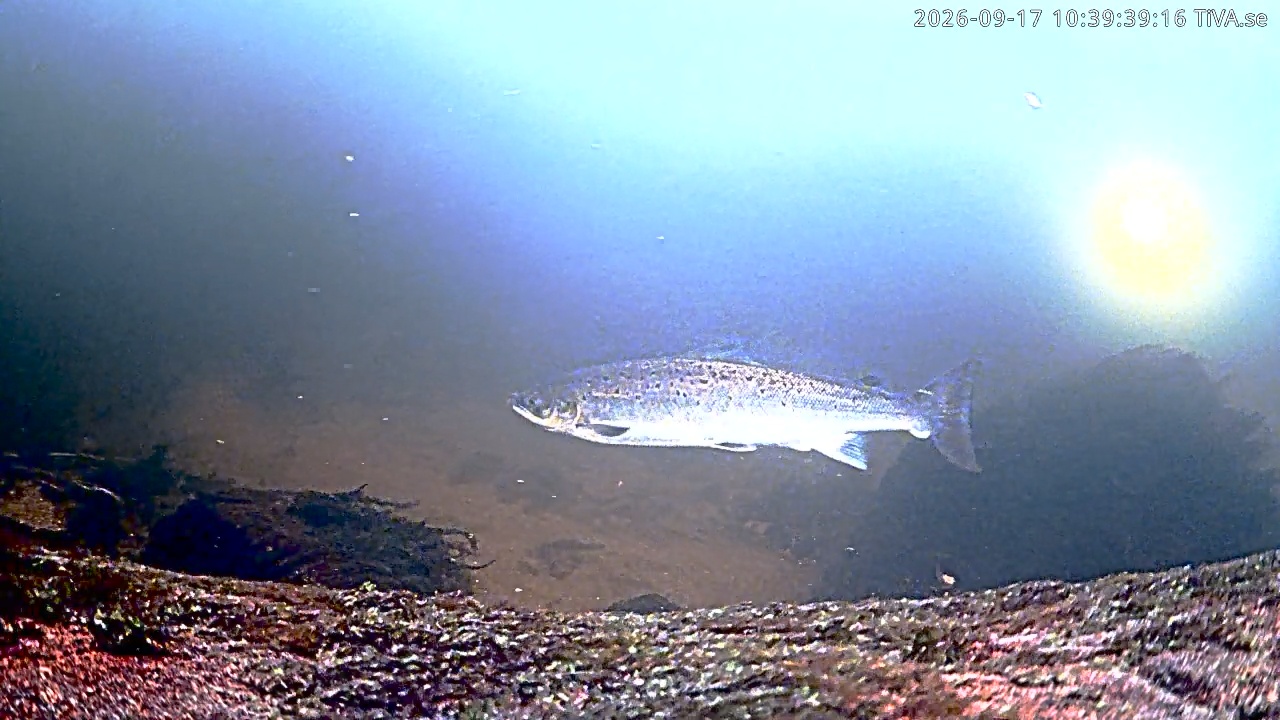 Video 2026-09-17 10:39