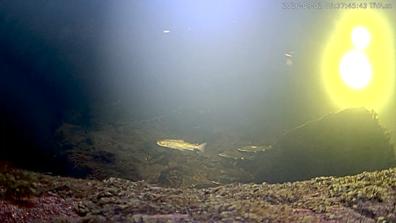 Video 2026-09-02 06:37