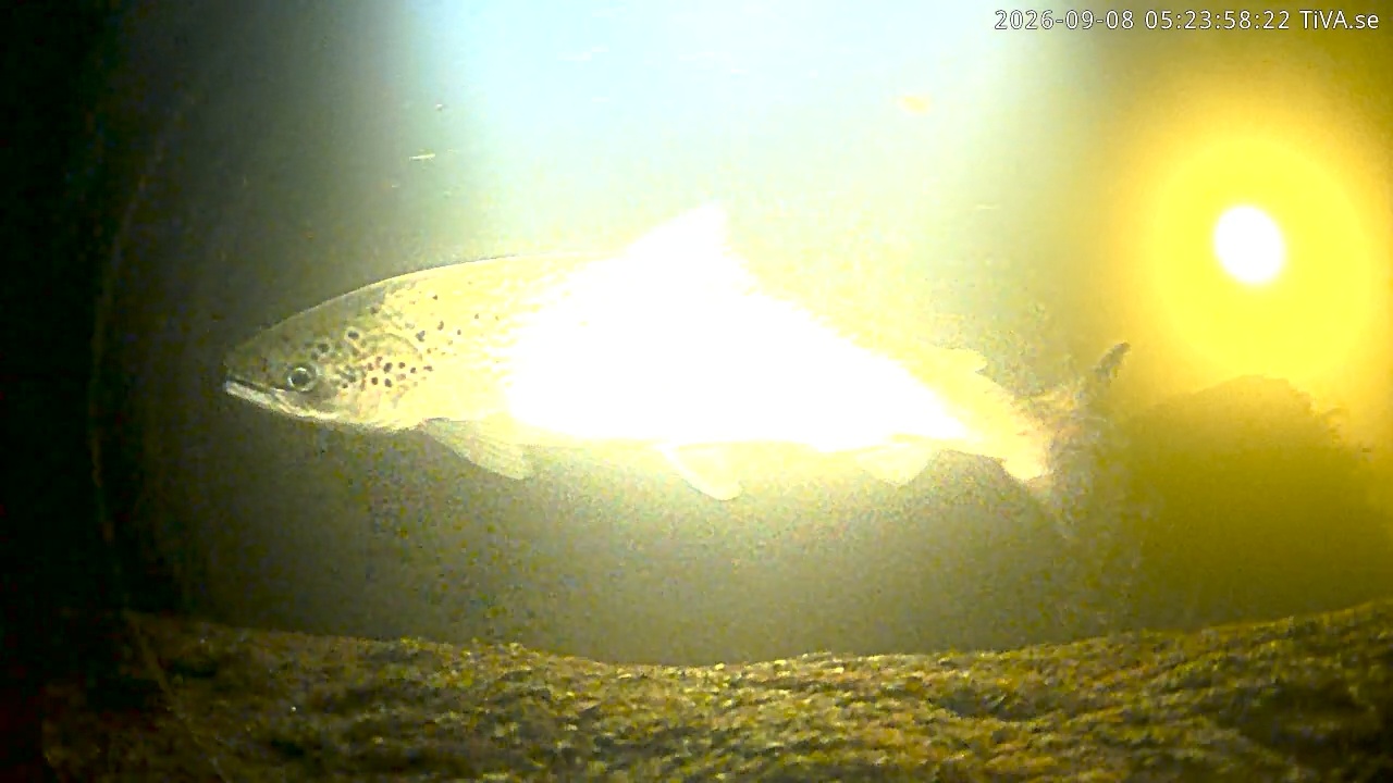Video 2026-09-08 05:24