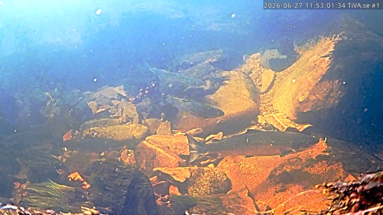 Video 2026-06-27 12:53