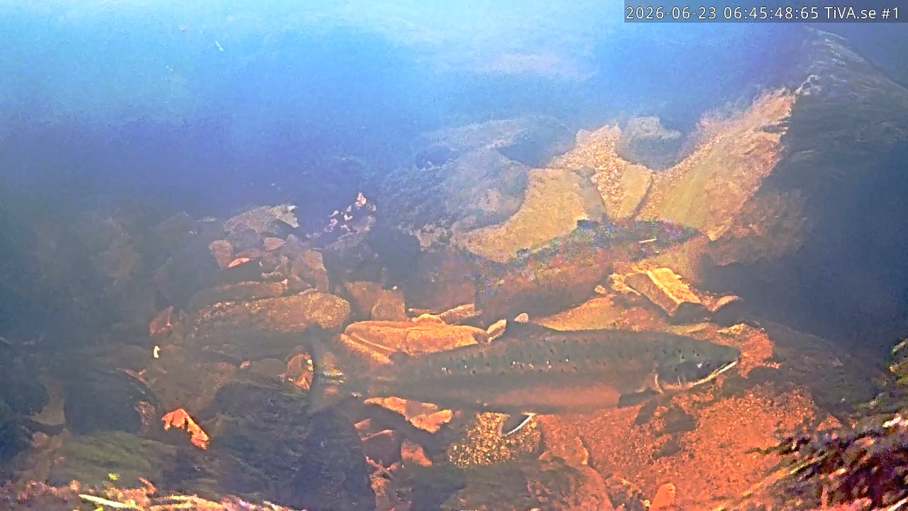 Video 2026-06-23 07:45