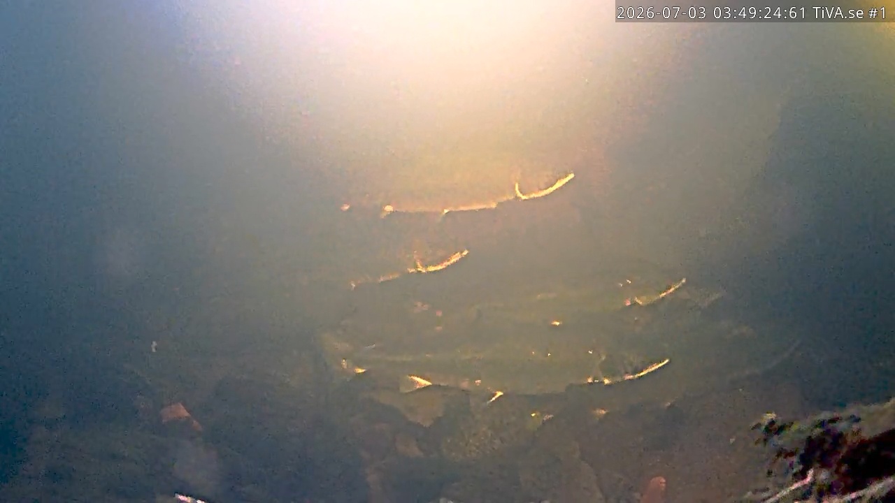 Video 2026-07-03 04:50