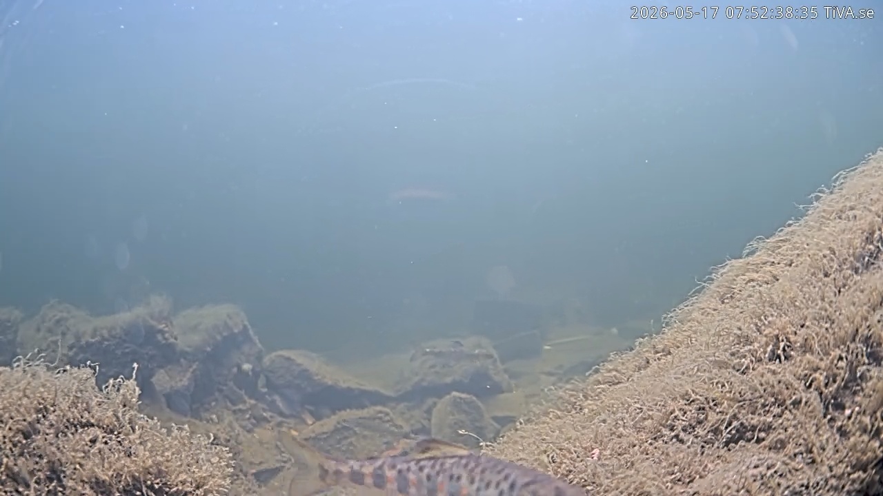 Video 2026-05-17 07:52
