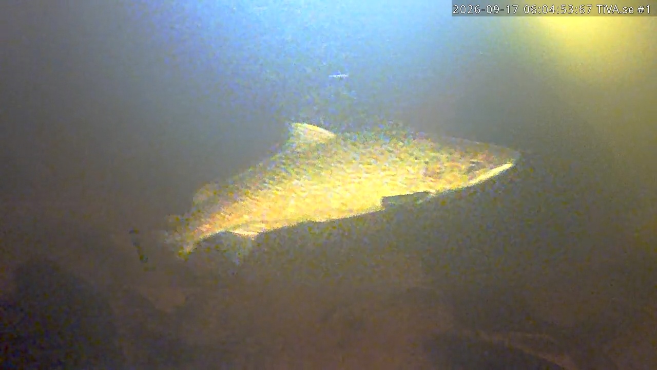 Video 2026-09-17 07:05