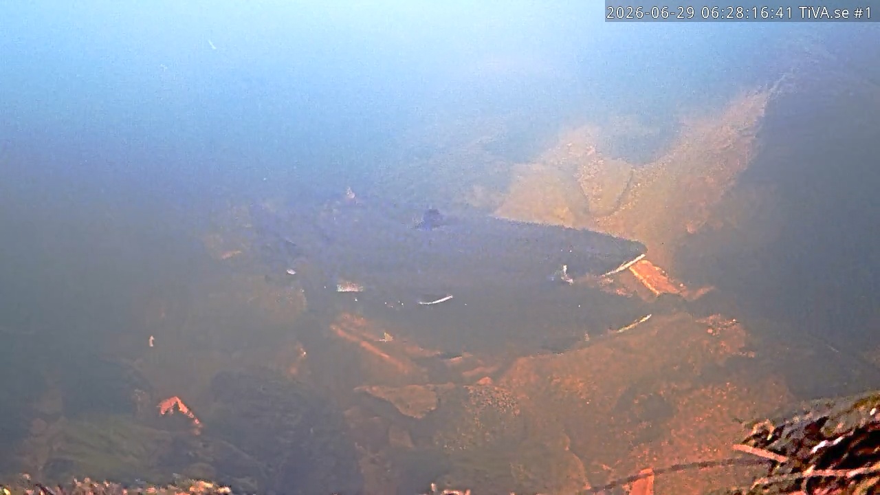 Video 2026-06-29 07:28
