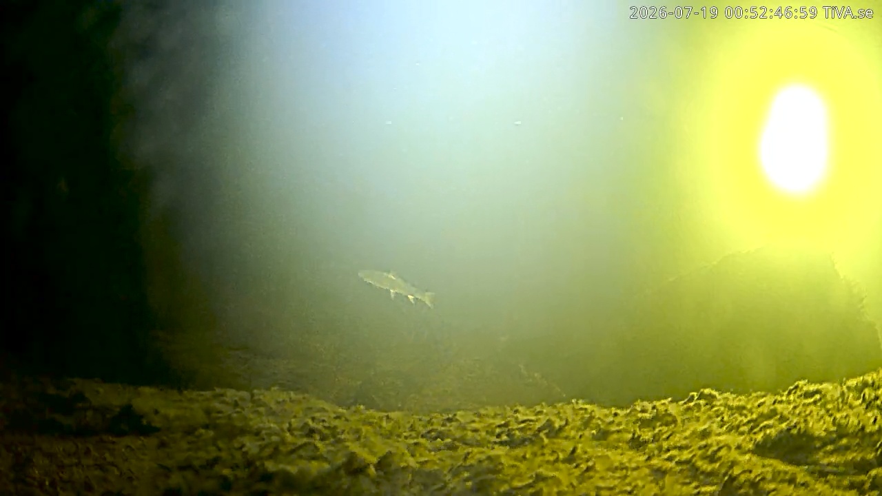 Video 2026-07-19 00:52
