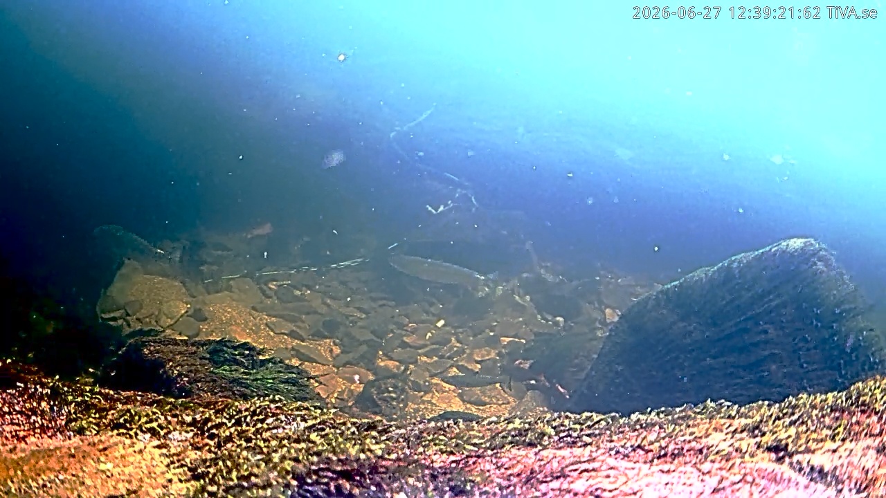 Video 2026-06-27 12:39