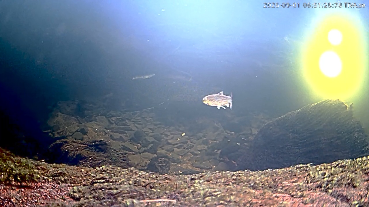 Video 2026-09-01 06:51