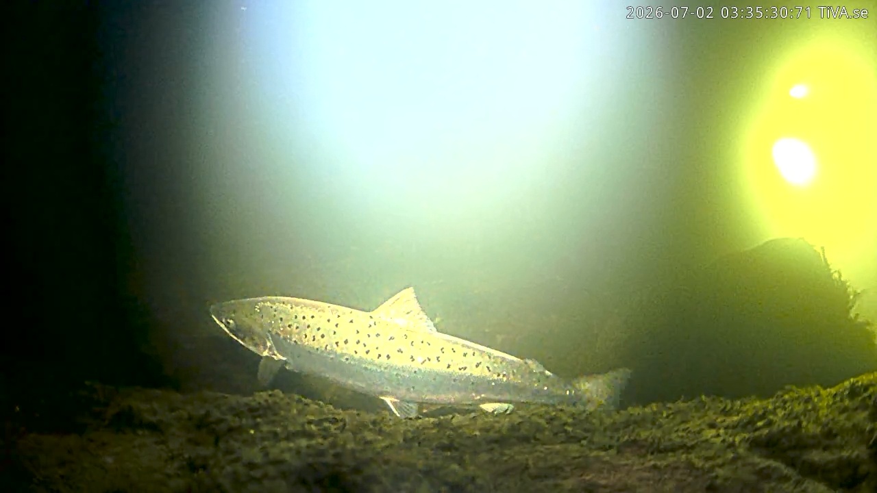 Video 2026-07-02 03:35