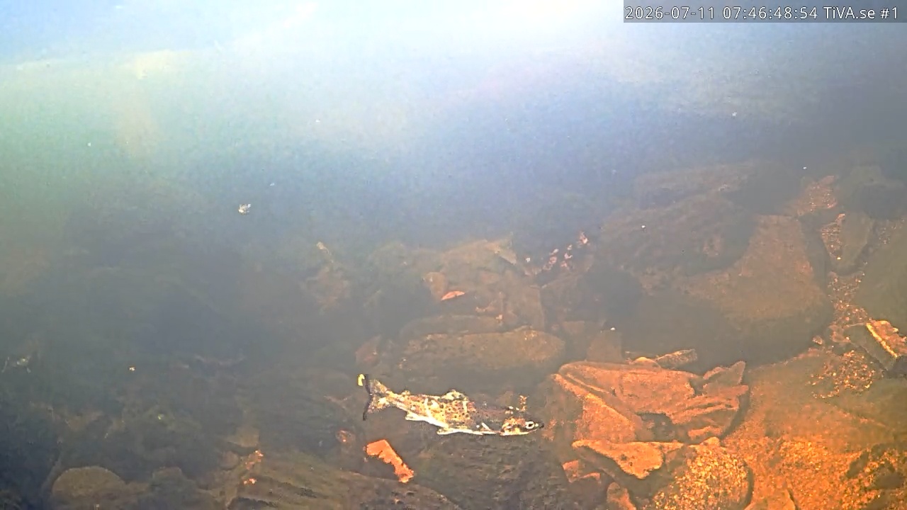 Video 2026-07-11 08:46