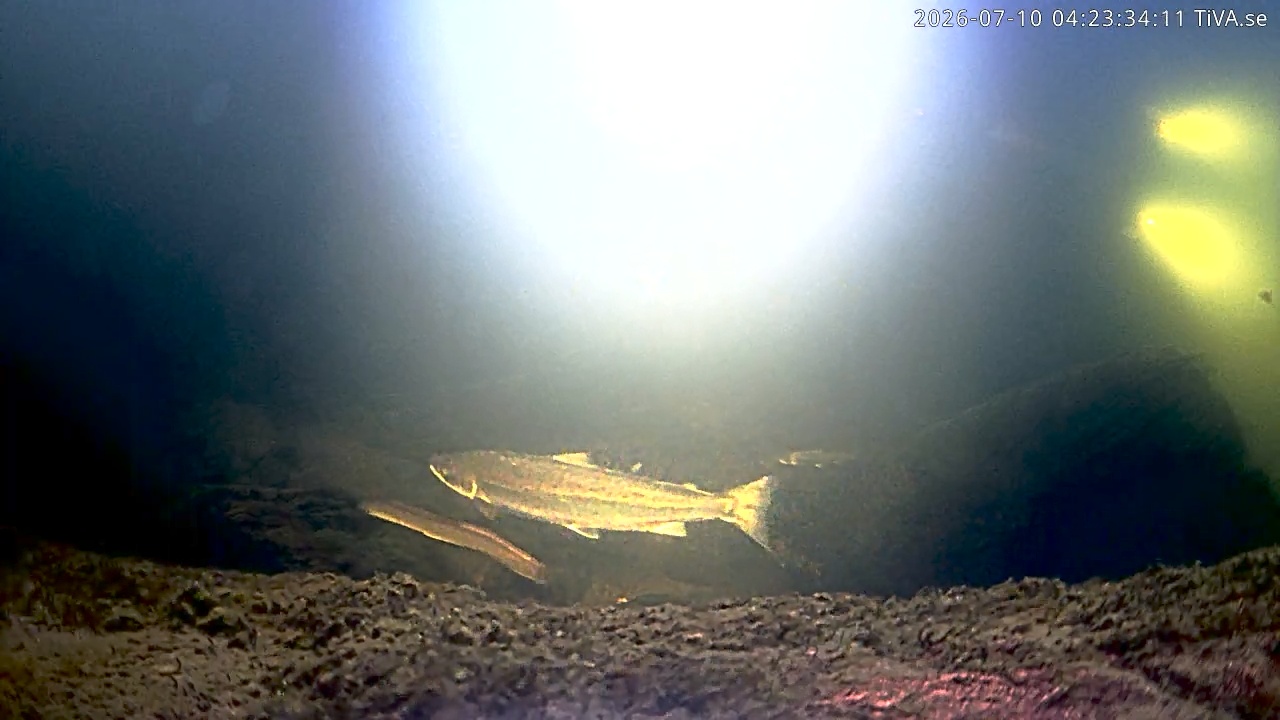 Video 2026-07-10 04:23