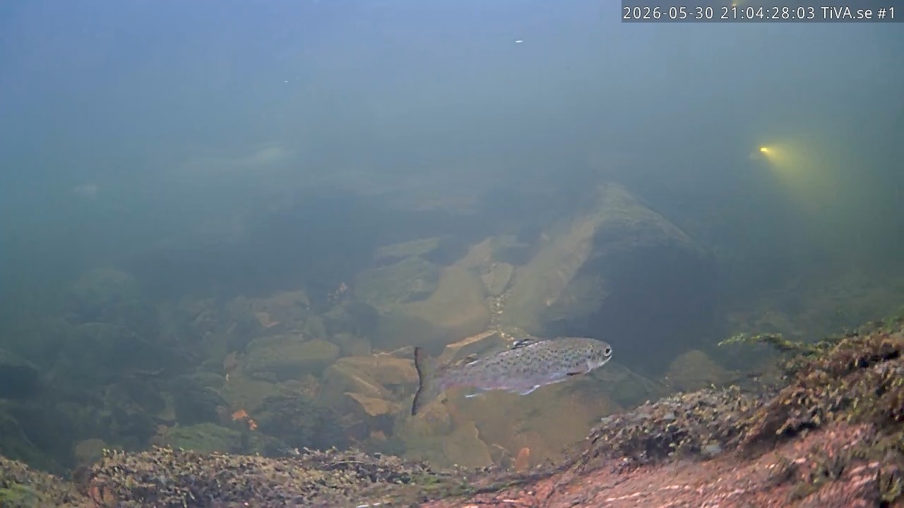 Video 2026-05-30 22:04