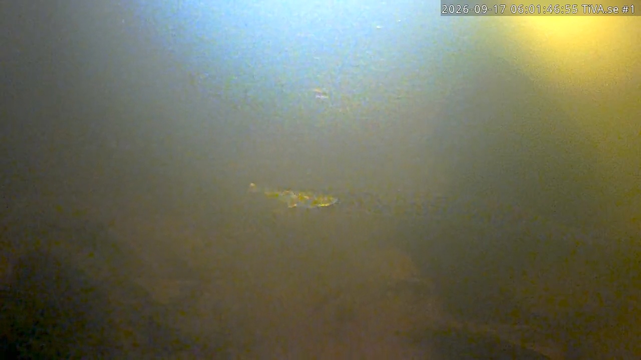 Video 2026-09-17 07:01