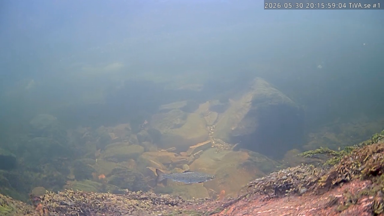 Video 2026-05-30 21:16