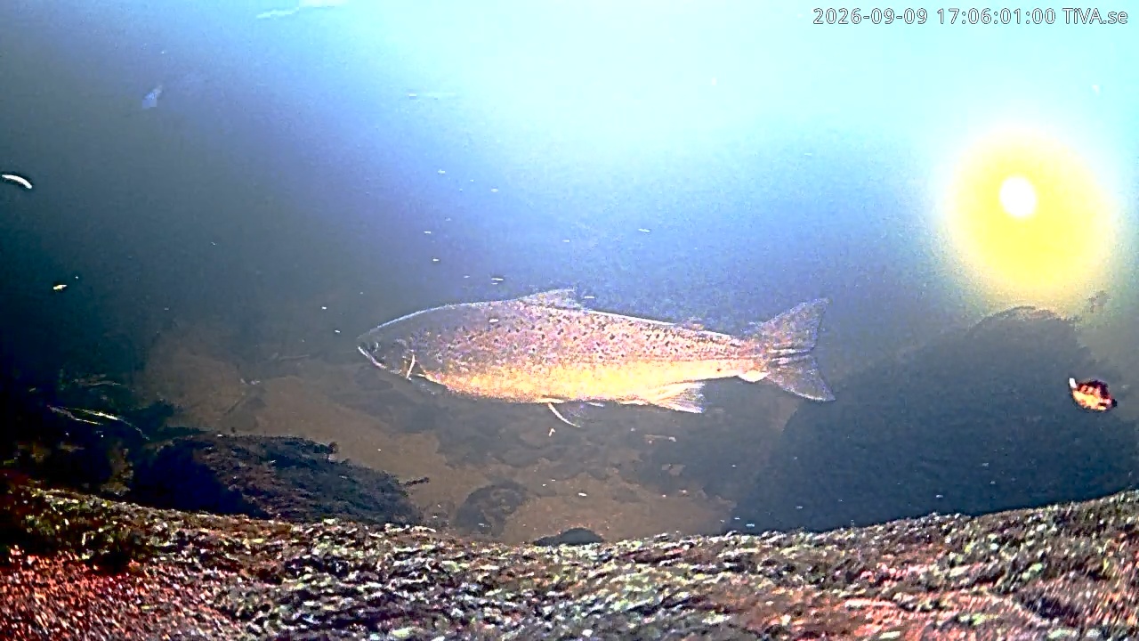 Video 2026-09-09 17:06