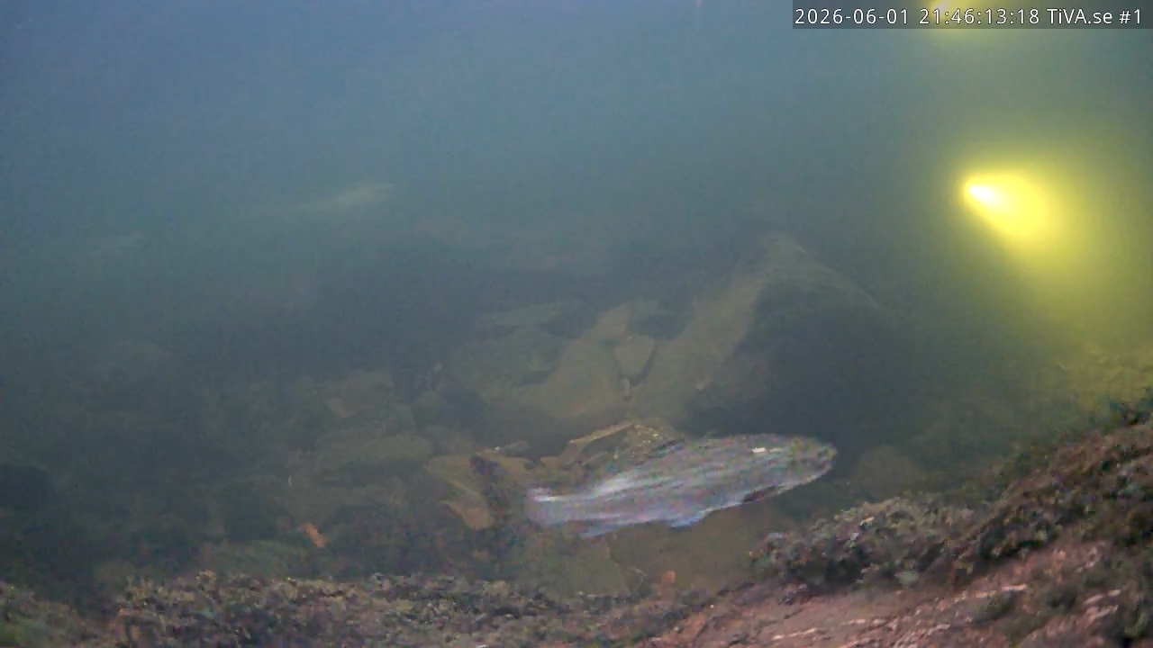 Video 2026-06-01 22:46