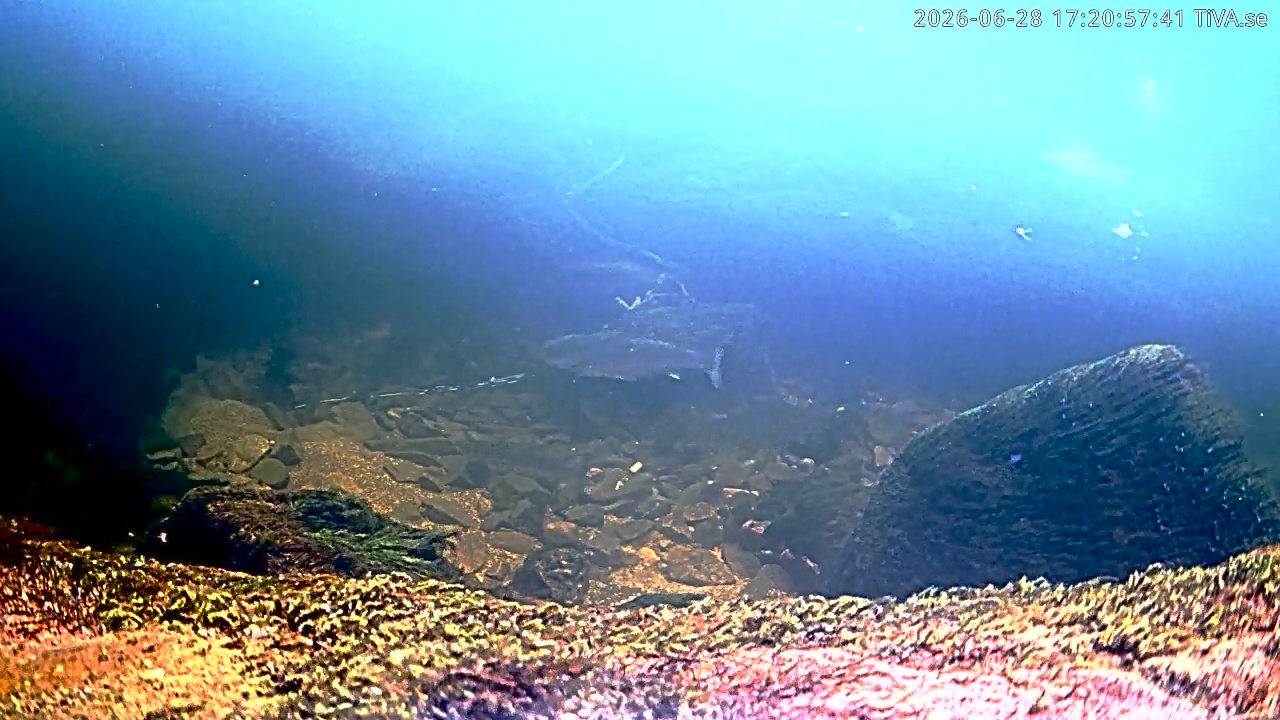 Video 2026-06-28 17:21