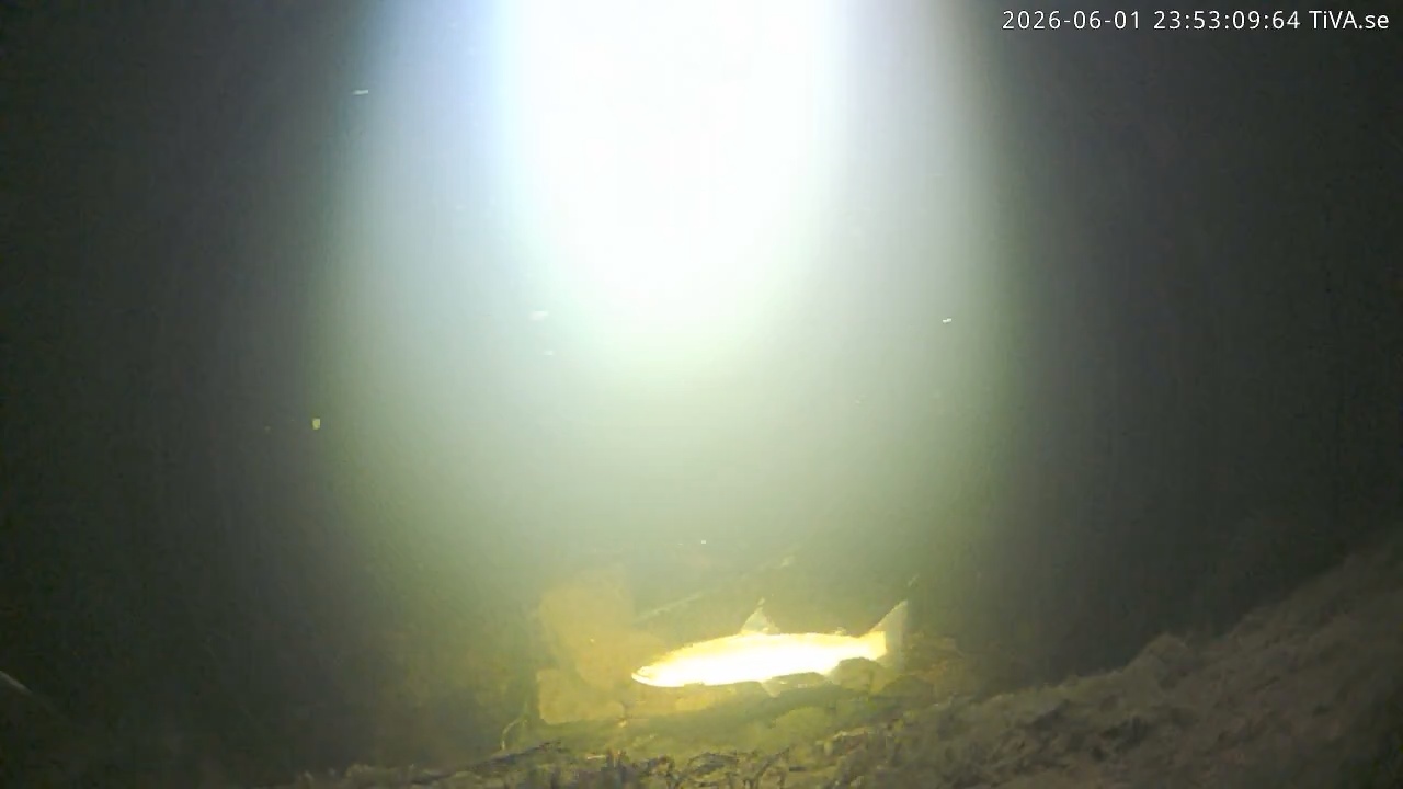 Video 2026-06-01 23:53
