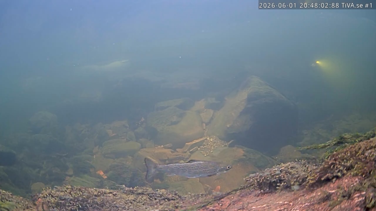Video 2026-06-01 21:48