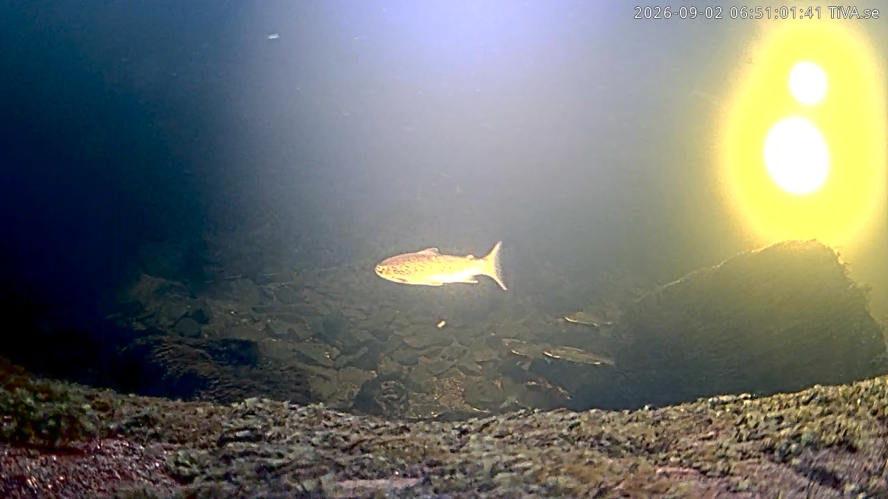 Video 2026-09-02 06:51