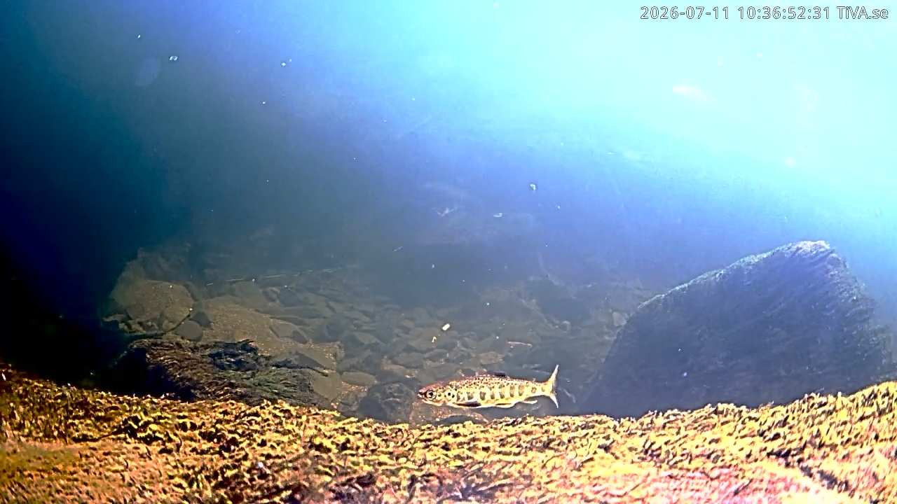 Video 2026-07-11 10:36