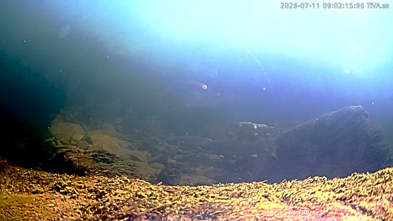 Video 2026-07-11 09:02