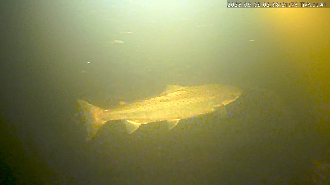 Video 2026-09-08 03:38