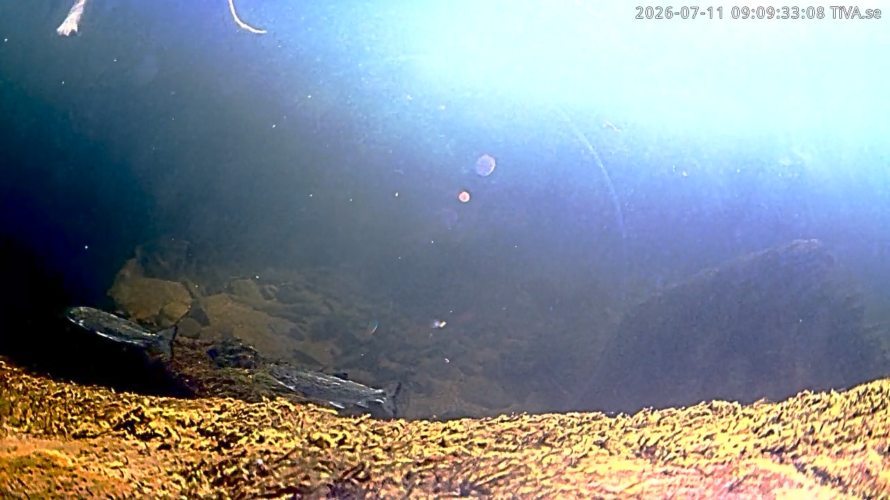 Video 2026-07-11 09:09