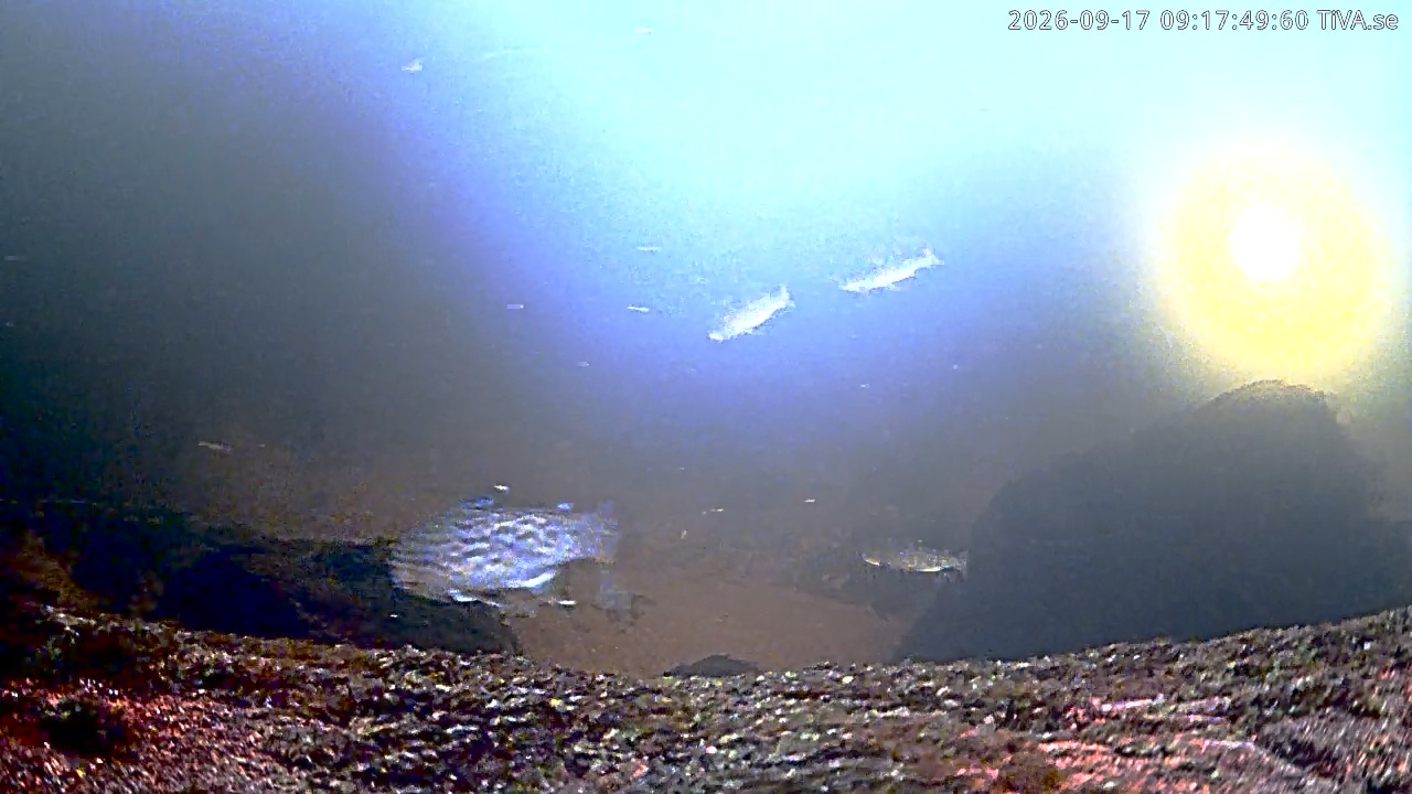 Video 2026-09-17 09:17