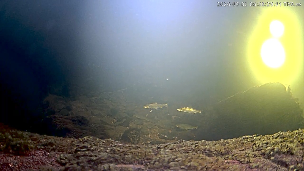 Video 2026-09-02 06:38